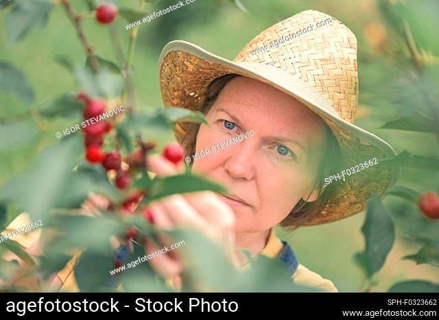 Farmer picking ripe cherry fruit in organic orchard