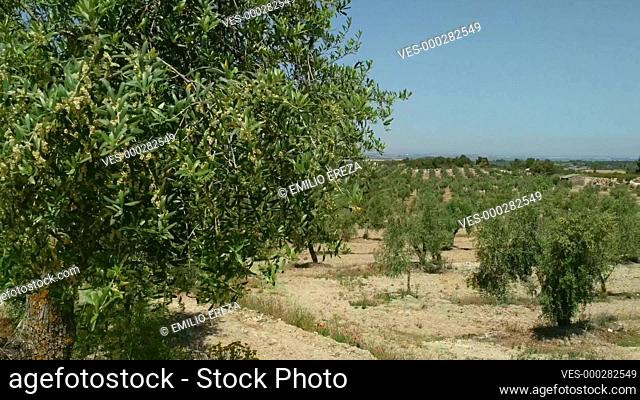 Olive trees. Lleida, Catalonia, Spain