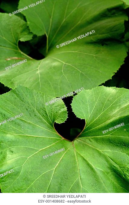 Two Big Leaves