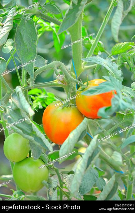 tomatoes, tomato plant