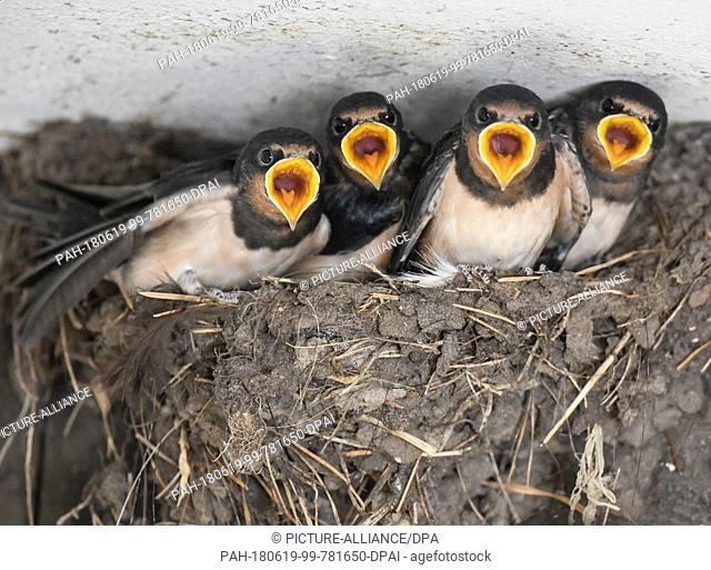 18 June 2018, Germany, Gross Schoenebeck: Baby swallows asking for food with wide open beaks. The nest is located on a ceiling in the petting enclosure at the...