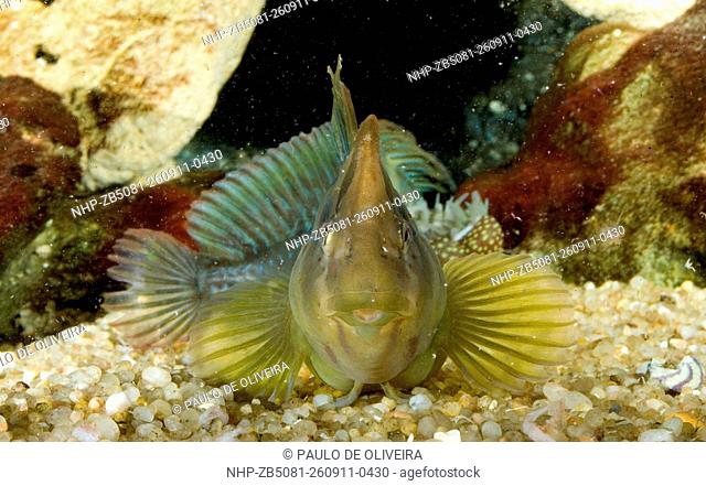 Peacock blenny , Salaria pavo. Mature male with head-crest. Portugal