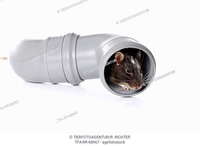 rat in pipe