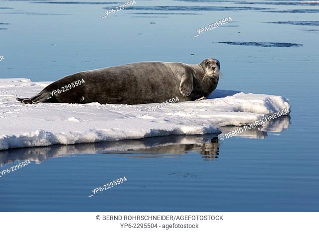 Bearded Seal (Erignathus barbatus) lying on ice floe, Hinlopenstretet, Spitsbergen, Svalbard