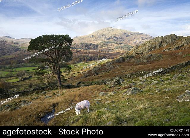 Tongue House High Close above the Duddon Valley with Harter Fell beyond in the Lake District National Park, Cumbria, England