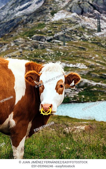 Cow grazing in the mountains in Austrian Alps besides Weisse Lake