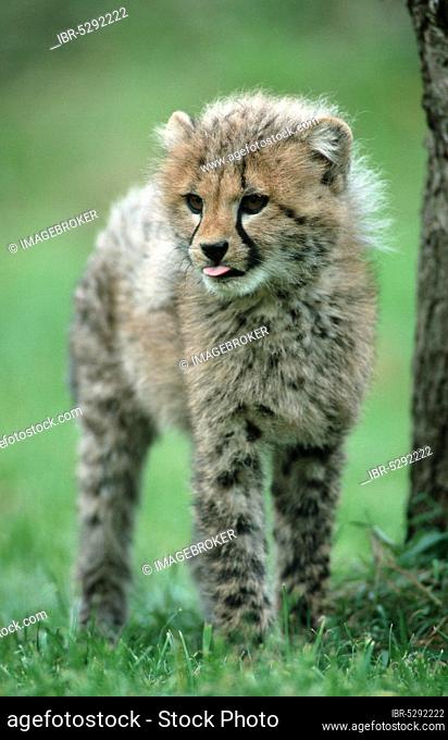 Cheetah (Acinonyx jubatus) cub, 3 month old