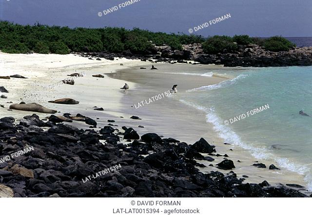 Seals resting on the sand in a shallow cove on Isabela or Albemarle Isle. The largest of the Galapagos Islands formed from six volcanoes merging to create one...