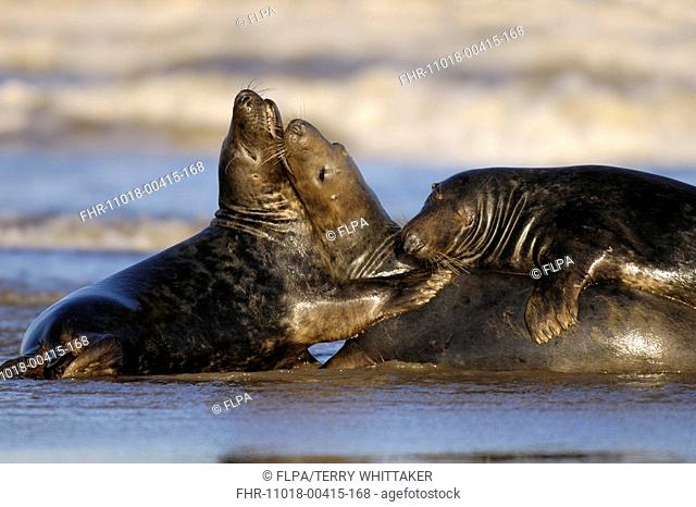 Grey Seal Halichoerus grypus two bulls and cow, mating behaviour in surf, Donna Nook, Lincolnshire, England