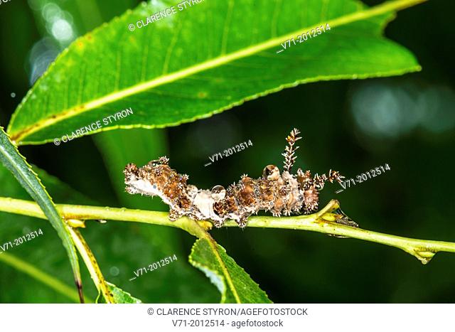Red-spotted Purple Caterpillar Limenitis arthemis astyanax Feeding on Willow Salix caroliniana Leaf