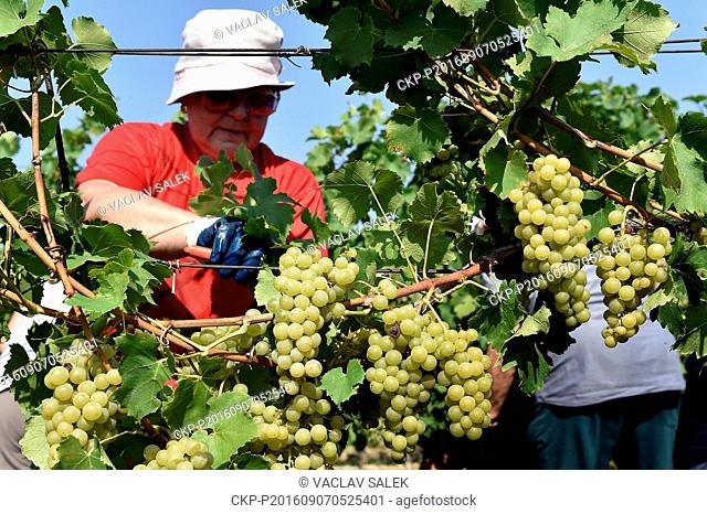 Harvest of Moravian Muscat grapes at the start of the grape gathering at the Sedlak Family Winery in Velke Bilovice, Czech Republic, September 7, 2016