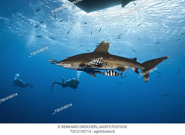 Oceanic Whitetip Shark below Liveaboard, Carcharhinus longimanus, Brother Islands, Red Sea, Egypt