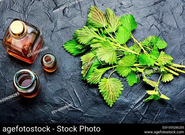 Nettle essence oil in glass bottle and fresh nettle leaves.Urtica dioica or stinging nettle.Alternative medicine concept