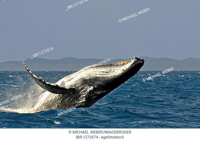 Typical breach, breaching, screw jump, Humpback Whale (Megaptera novaeangliae), Hervey Bay, Fraser Island at back, Queensland, Australia