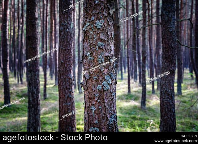 Pine trees on Sobieszewo Island over Bay of Gdansk in the Baltic Sea and Smiala Wisla River, Poland