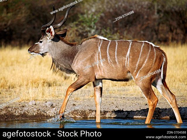 Großer Kudu, Central Kalahari Game Reserve, Botswana, Greater Kudu, Botsuana, Tragelaphus strepsiceros