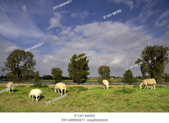 Sheep on a dike along the river Maas near the Dutch village Cuijk