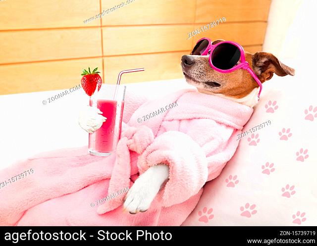 jack russell dog relaxing and lying, in  spa wellness center , getting a facial treatment with moisturizing cream mask and cucumber