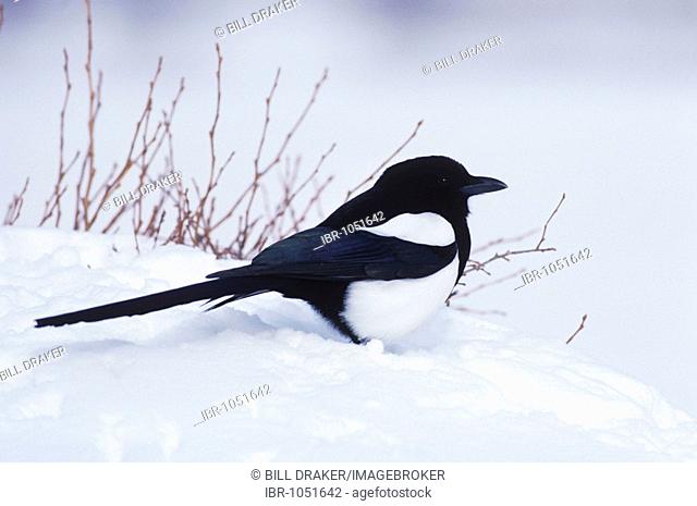 Black-billed Magpie (Pica hudsonia), adult in snow, Rocky Mountain National Park, Colorado, USA