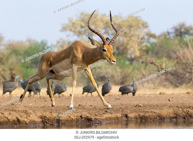 Impala (Aepyceros melampus). Male with Red-billed Oxpecker (Buphagus erythrorhynchus) on its head, with Helmeted Guineafowl in background. Botswana