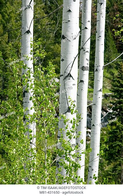 Paper Birch (Betula papyrifera) near Rock Creek, British Columbia, 20 May 2005