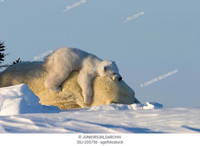 Polar Bear (Ursus maritimus, Thalarctos maritimus). Cub sleeping on the back of its sleeping mother. Wapusk National Park, Canada