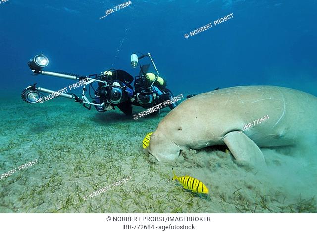 Dugong (Dugong dugon) and two Golden Trevally fish (Gnathanodon speciosus), Shaab Marsa Alam, Red Sea, Egypt, Africa