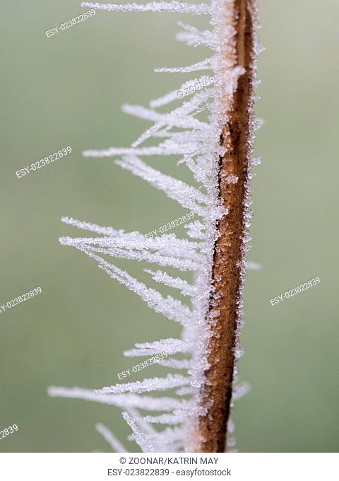 Frozen part of a plant with ice crystals