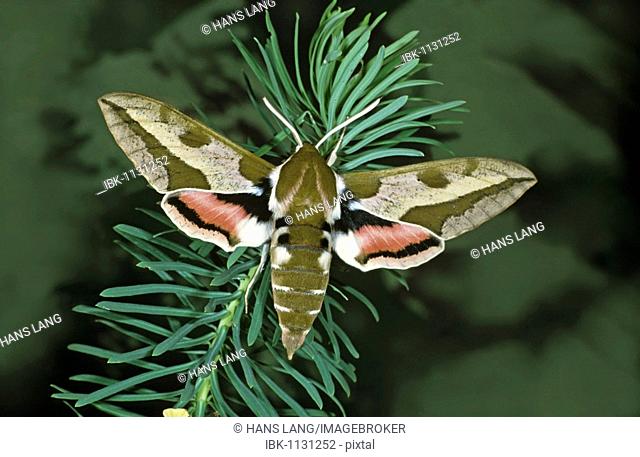 Spurge Hawk-moth (Celerio euphorbiae) on Cypress Spurge (Euphorbia cyparissias)