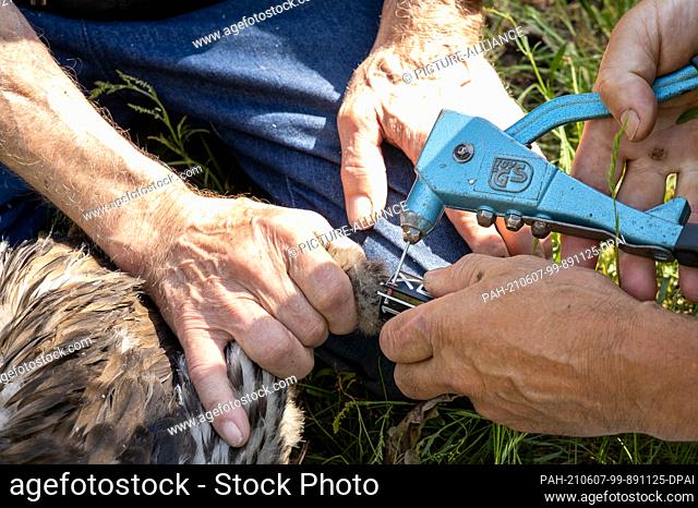 06 June 2021, Brandenburg, Dallgow-Döberitz: The ringers attaching the identification ring. Only a few white-tailed eagles still lived in Germany in the 1960s