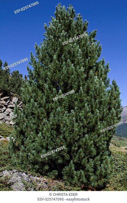 the arve, also called stone pine is at home in the highlands of the alps