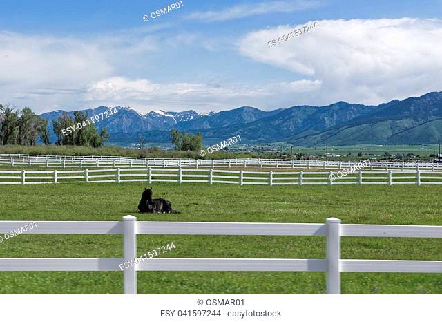 White wooden fence for the keeping of horses in Wyoming. Black Horse