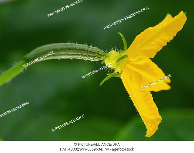 23 March 2018, Germany, Manschnow: A young cucumber blossom is photographed at a greenhouse of the 'Fontana Gartenbau GmbH'