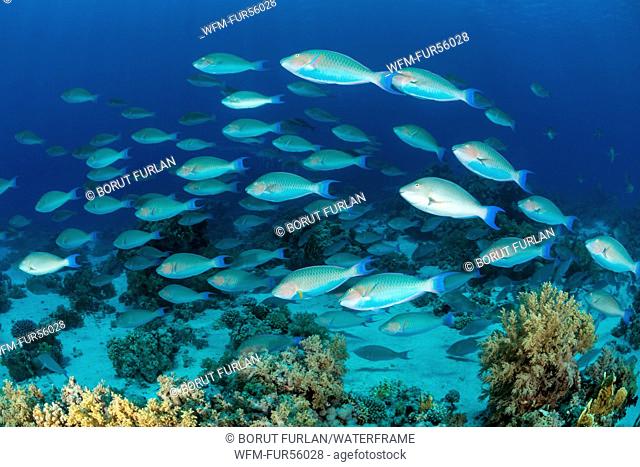 Shoal of Indian Longnose Parrotfish, Hipposcarus harid, Ras Muhammad, Red Sea, Sinai, Egypt