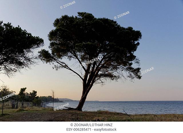 Pinus pinea, Umbrella pine, Parasol pine, Corsica