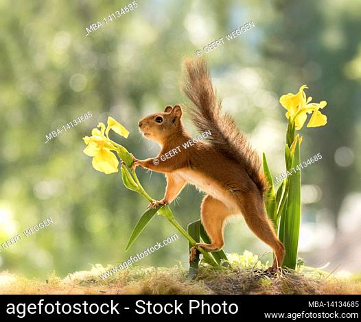 red squirrel standing between yellow iris flowers