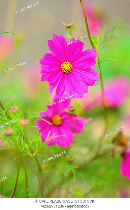 A vertical rendition of a cosmos flower in soft focus, Pennsylvania, USA
