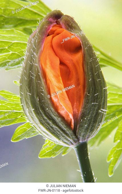 Meconopsis cambrica, Poppy - Welsh poppy