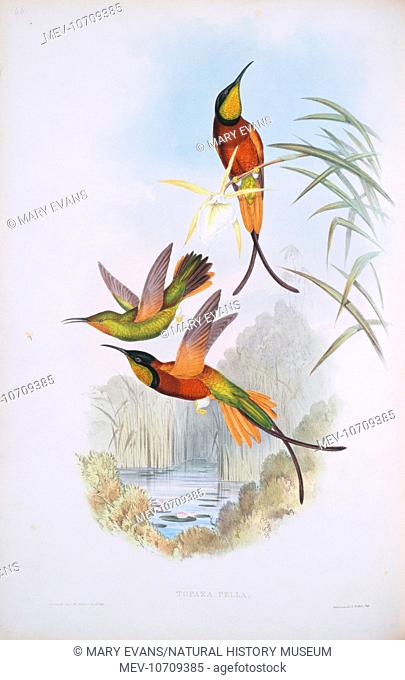 Plate 66, hand coloured lithograph from John Gould's A Monograph of the TrochilidÁ, or Family of Hummingbirds, Vol.1, (1849-61)