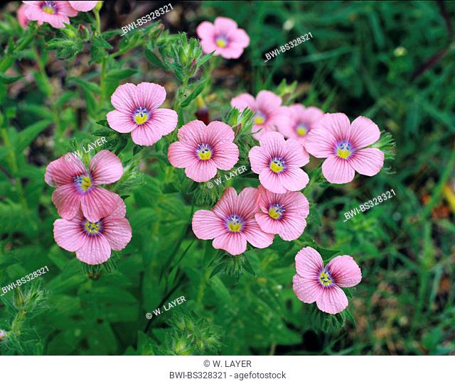 Linum pubescens (Linum pubescens), blooming