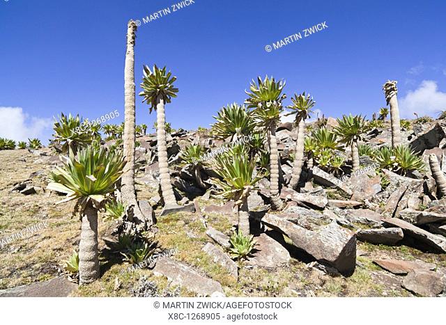 Ethiopian Giant Lobelia Lobelia rhynchopetalum, very exposed location with adult, but small lobelias, 4200m peak of Mt  Beroch Wuha  Giant Lobelias family...