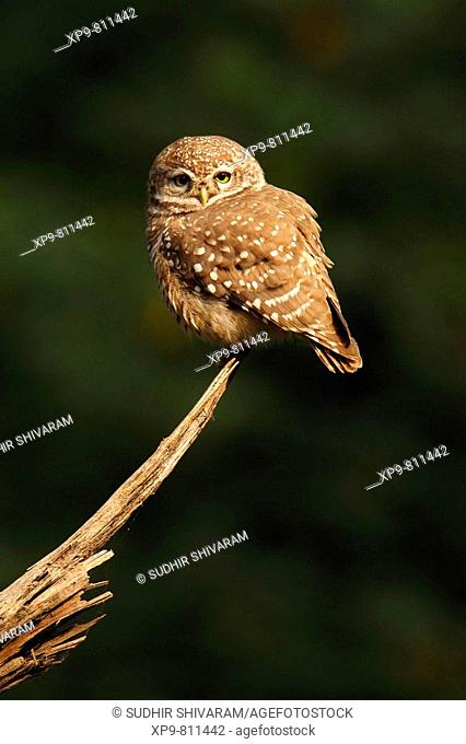 Spotted Owlet. Keoladeo Ghana National Park, Rajasthan, India