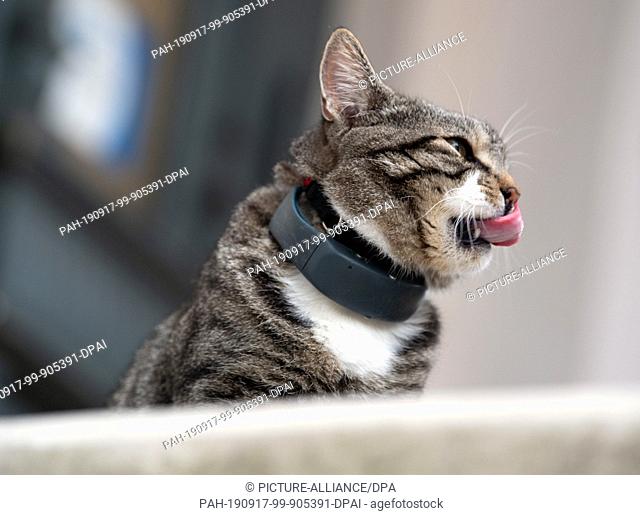 16 September 2019, Brandenburg, Potsdam: A cat with a collar sits on the top step of the stairs of a house and licks the tip of her nose with her tongue