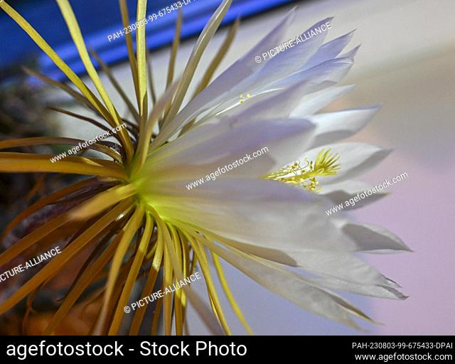 05 July 2023, Berlin: A flowering ""queen of the night"", Selenicereus grandiflorus from the cactaceae family. The flowers are fragrant and have a diameter and...
