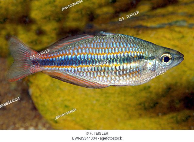 Goyder river rainbowfish (Melanotaenia trifasciata), full length format