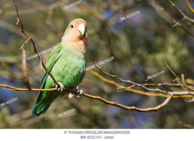 Rosy-faced lovebird (Agapornis roseicollis) adult, South-east Namibia