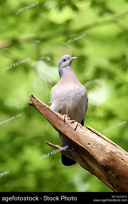 Stock Dove ( Columba oenas ) perched in a tree in the woods under foliage of old beeches, wildlife, Europe