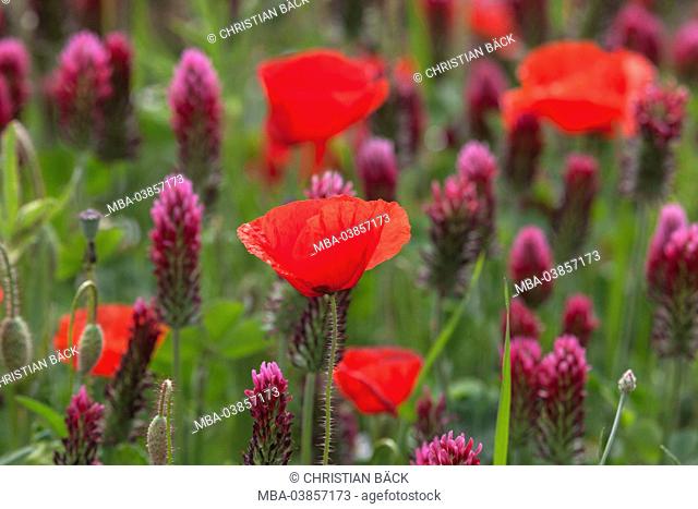 Field with crimson clover and field poppy, Trifolium incarnatum with Papaver rhoeas, Bentfeld, Ostholstein, Holstein, Schleswig - Holstein, Germany