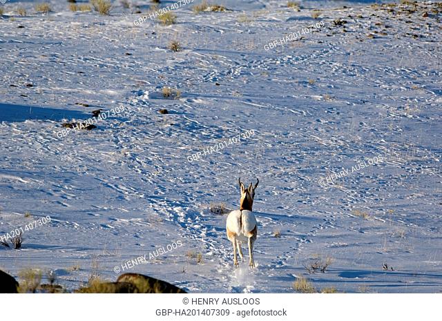 Pronghorn (Antilocapra americana) - Northern America - Run - February 2009