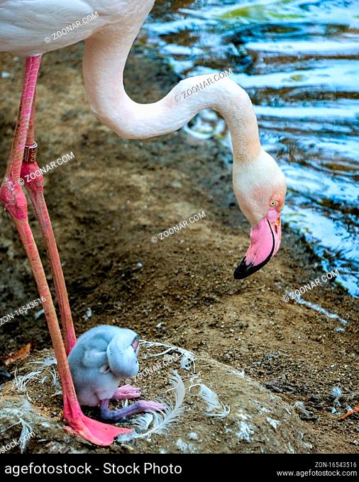 FUENGIROLA, ANDALUCIA/SPAIN - JULY 4 : Greater Flamingos (Phoenicopterus roseus) at the Bioparc Fuengirola Costa del Sol Spain on July 4, 2017